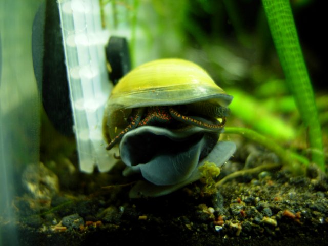 Brooklyn - Clamburger Face.JPG