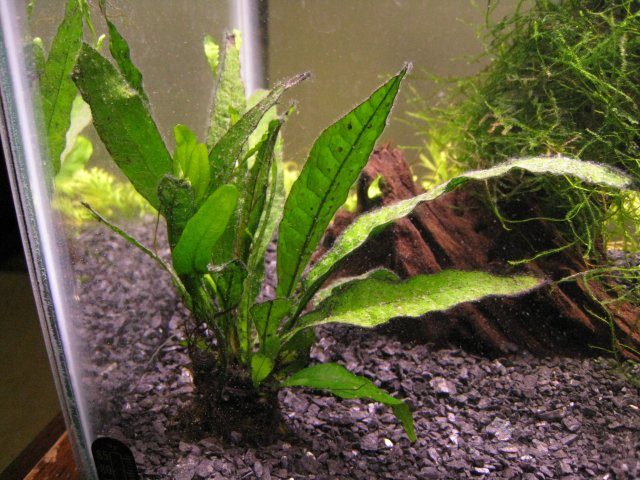 seachem flourite black