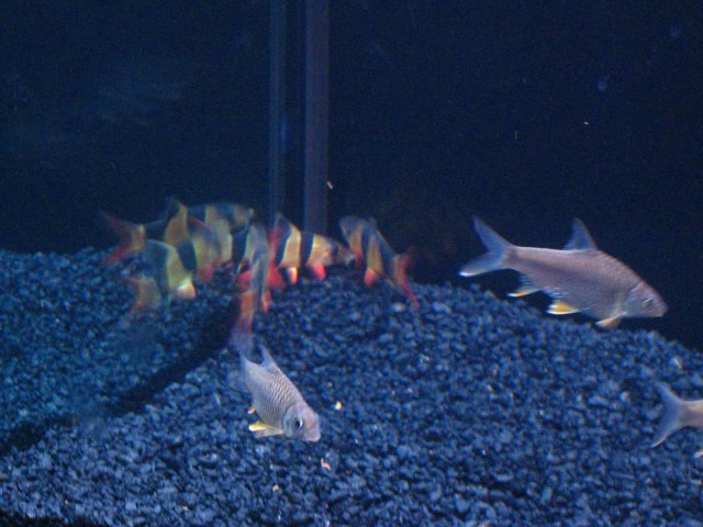 IMG_0639.JPG