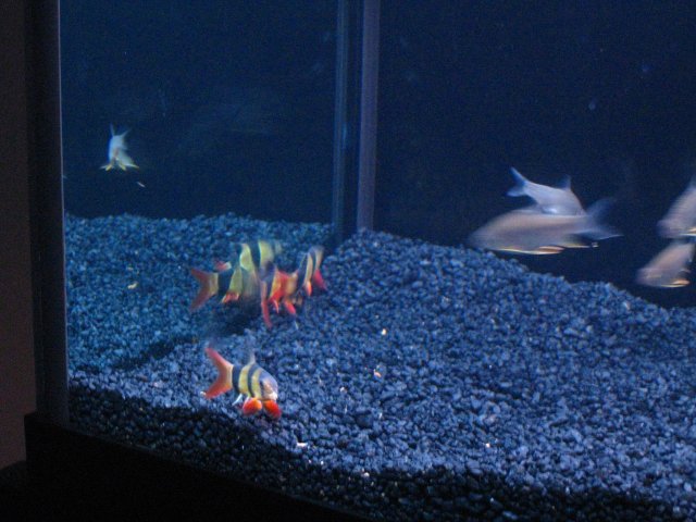 IMG_0647.JPG