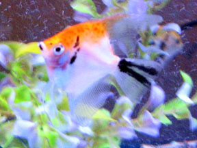 Red top KOI 2.jpg