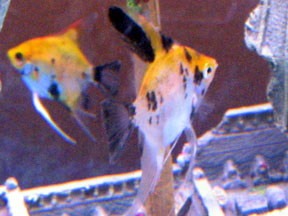 Orange KOI pair.jpg