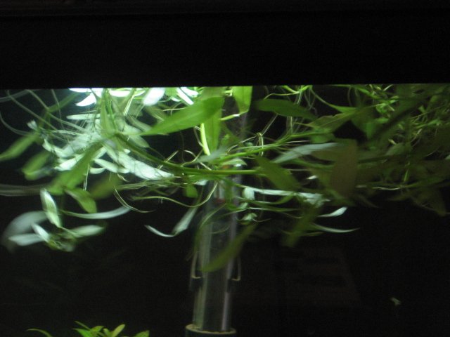 clump of plant.jpg