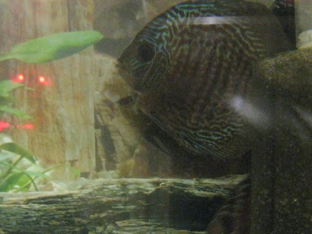 IMG_0142.JPG