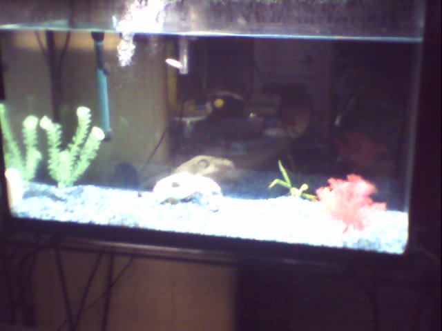 my betta pics 001.JPG