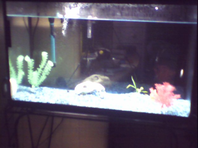 my betta pics 003.JPG