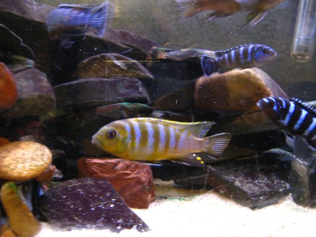 IMG_0004.JPG IMG_0004.JPG