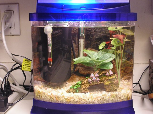 Aquarium fish.jpg