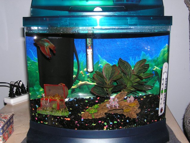 fish tank photos 004.jpg