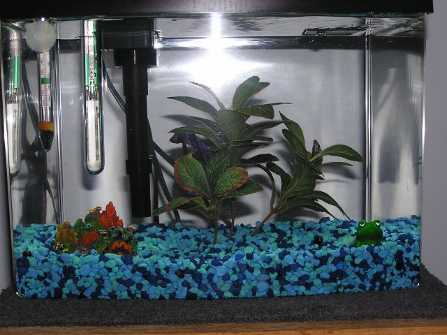 fish tank photos 005.jpg