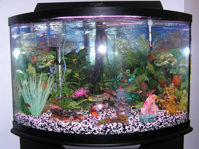 fish tank photos 001.jpg