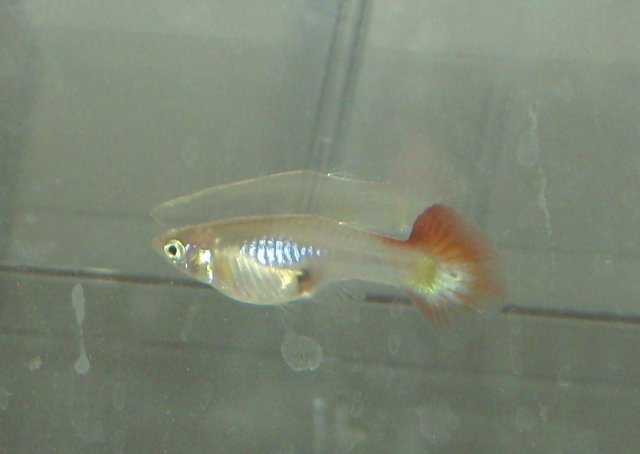 red tail blonde 2.JPG