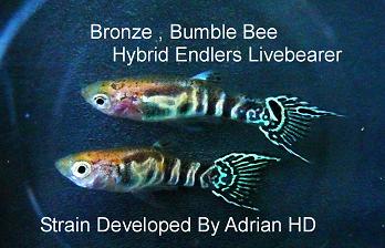 Bronze Bumbble Bee Endler class k.jpg