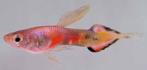 Endler Hybrid (2).jpg