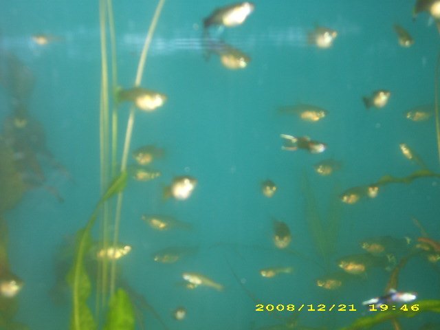 WCCR Guppies   X  BBB Endlers (3).JPG