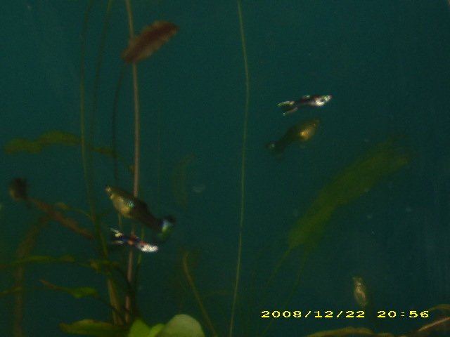 WCCR Guppies x BBB Endlers (2).JPG