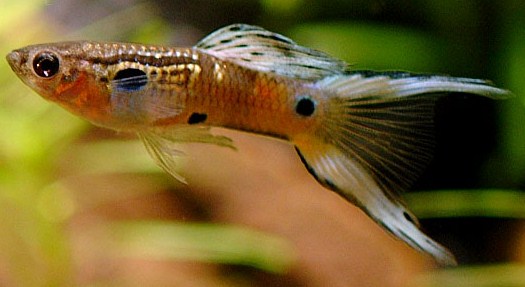 Double Sword Tail x Swallow.jpg Double Sword Tail x Swallow.jpg