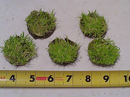 Utricularia graminifolia 1.jpg