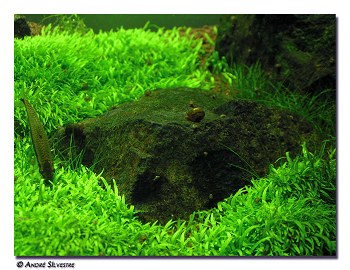 Utricularia graminifolia 2.jpg