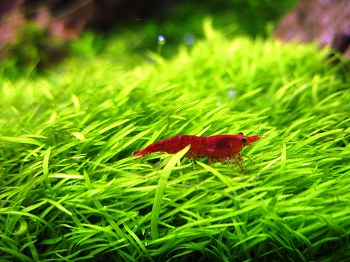 Utricularia graminifolia 4.jpg