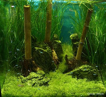 Utricularia graminifolia 7.jpg