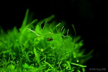 Utricularia graminifolia 11.jpg