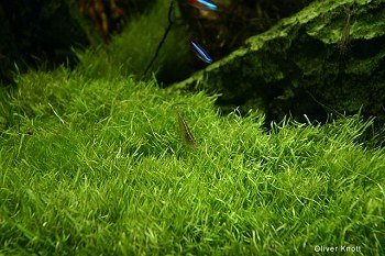 Utricularia graminifolia 14.jpg