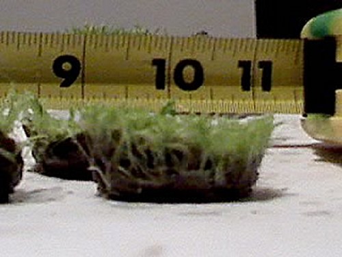 Utricularia graminifolia 2.jpg
