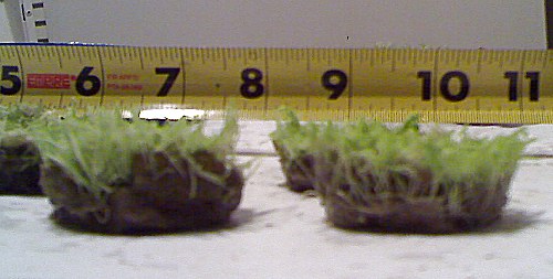 Utricularia graminifolia 3.jpg
