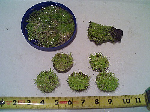 Utricularia graminifolia 4.jpg