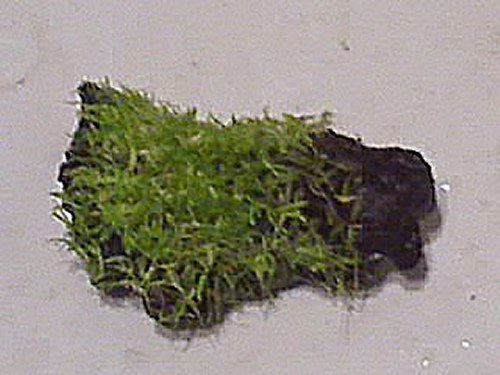 Utricularia graminifolia 5.jpg