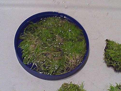 Utricularia graminifolia 6.jpg