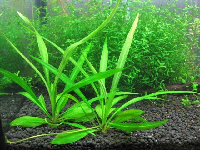 Echinodorus Quadricostatus - Cuban Broad Leaf Chain .JPG