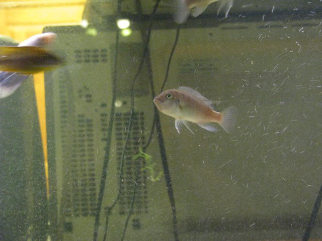 Fish 017.jpg