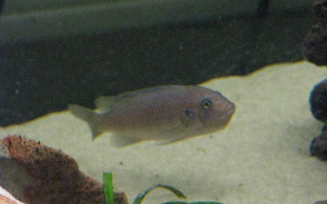 Fish 075a.jpg