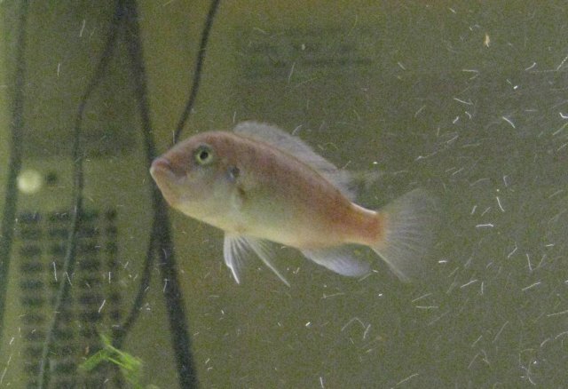 Fish 017a.jpg