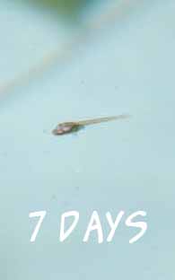 7dayoldsinglefry31.jpg 7dayoldsinglefry31.jpg