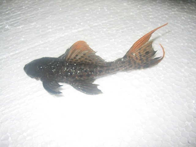 Titanicpleco.jpg