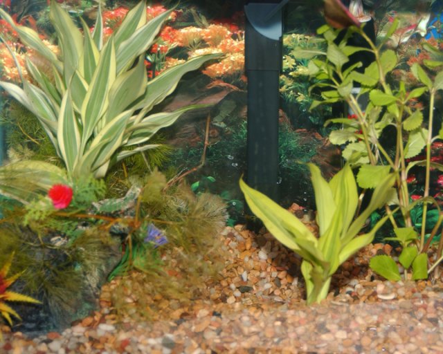 Petco water on sale plants