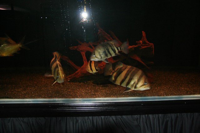 mini-Picture 029.jpg