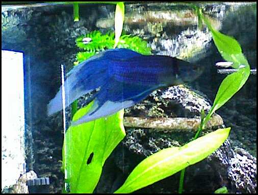 betta.jpg