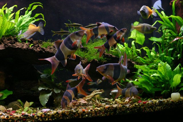 loachpile2.jpg
