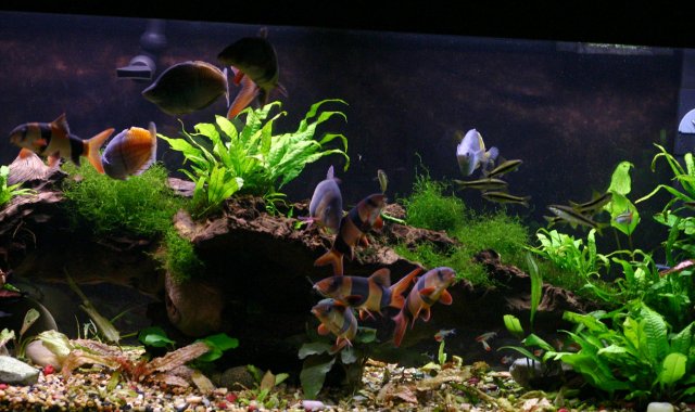 loaches2.jpg