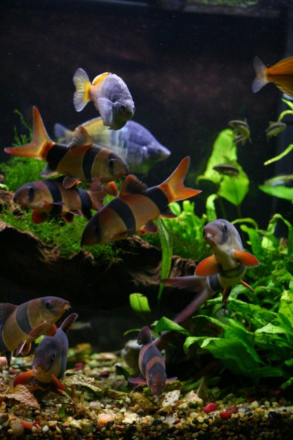 loaches.jpg