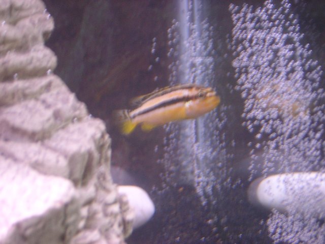 fish 031.jpg