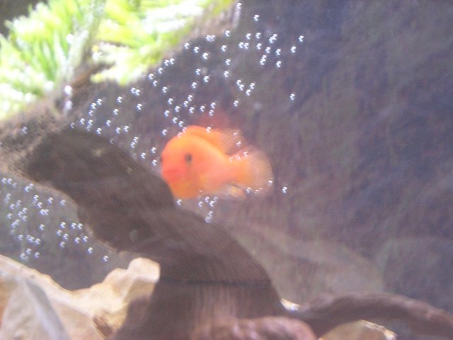 fish 036.jpg