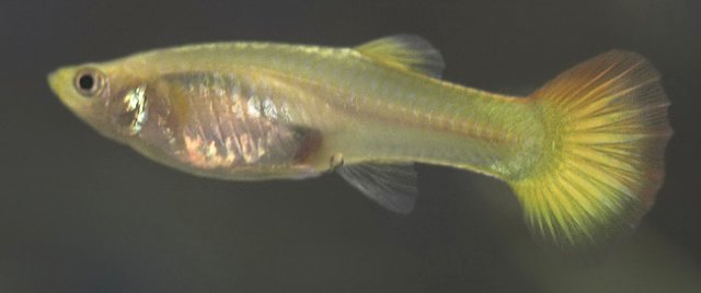guppyfemale2sm.jpg
