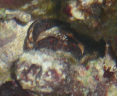 crabby1.jpg