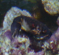 crabby2.jpg