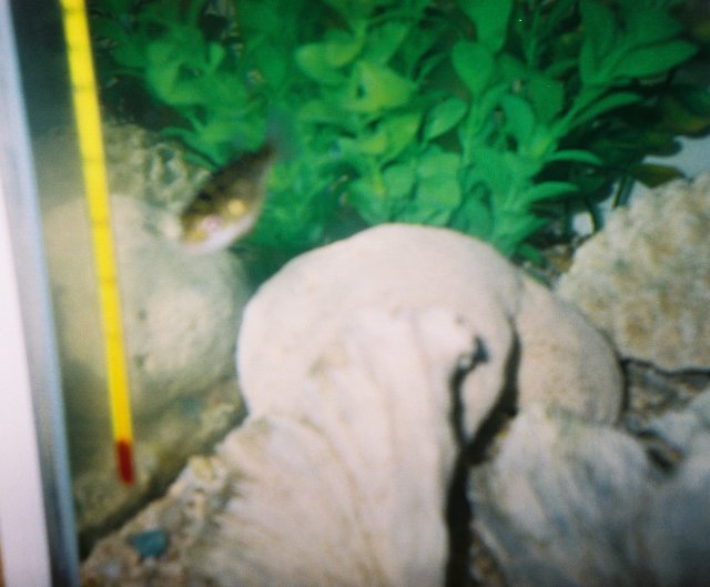puffer3.jpg puffer3.jpg
